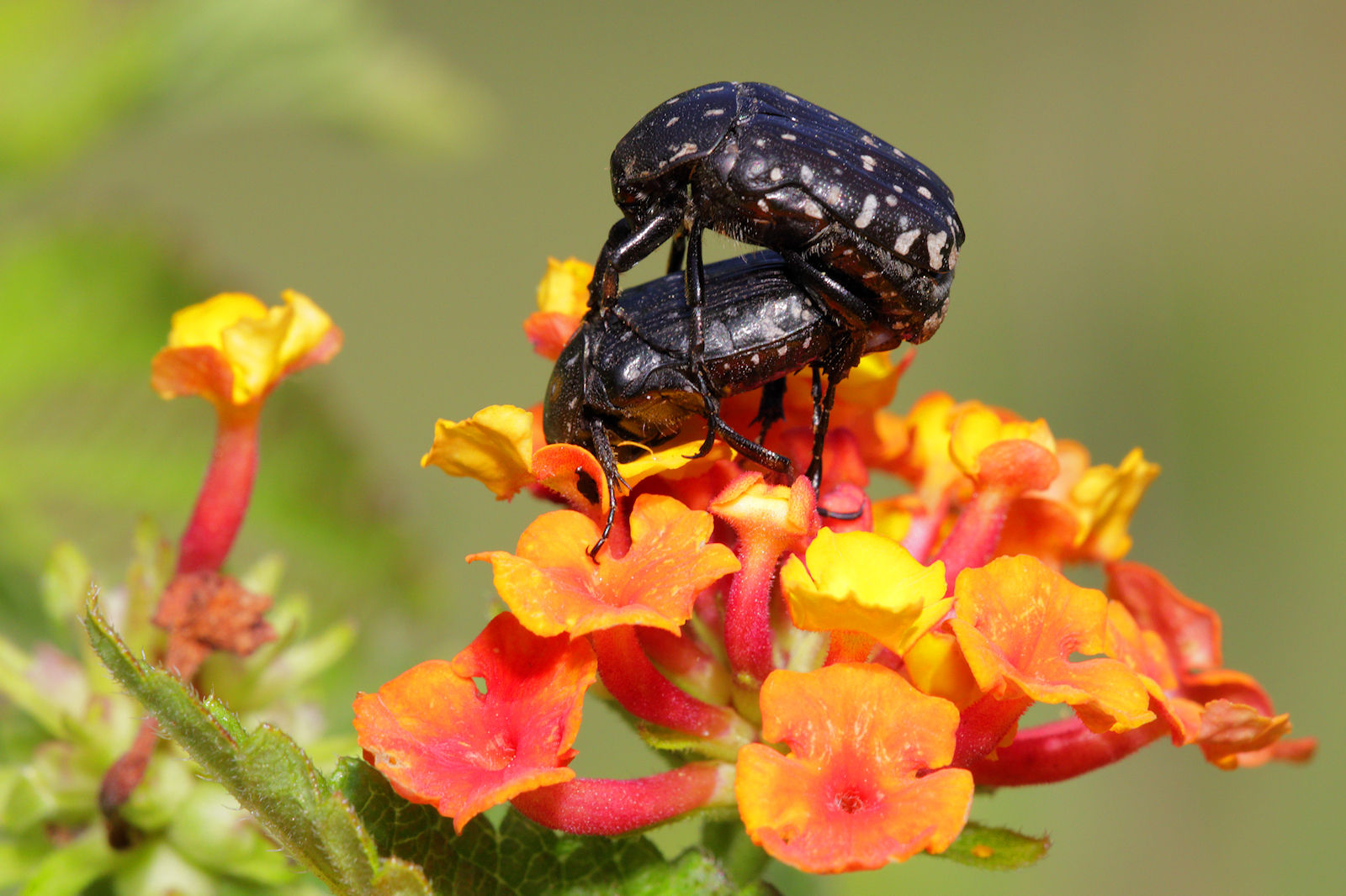 Amori di stagione (Oxythyrea funesta in accoppiamento)